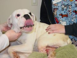 Vet office