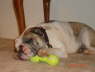 Winston