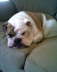 Buster
