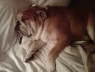 Hank