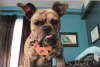 Harley