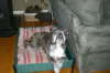 Harvey