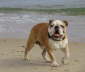 Roscoe