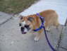 Tinkerbelle