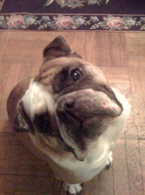 Winston